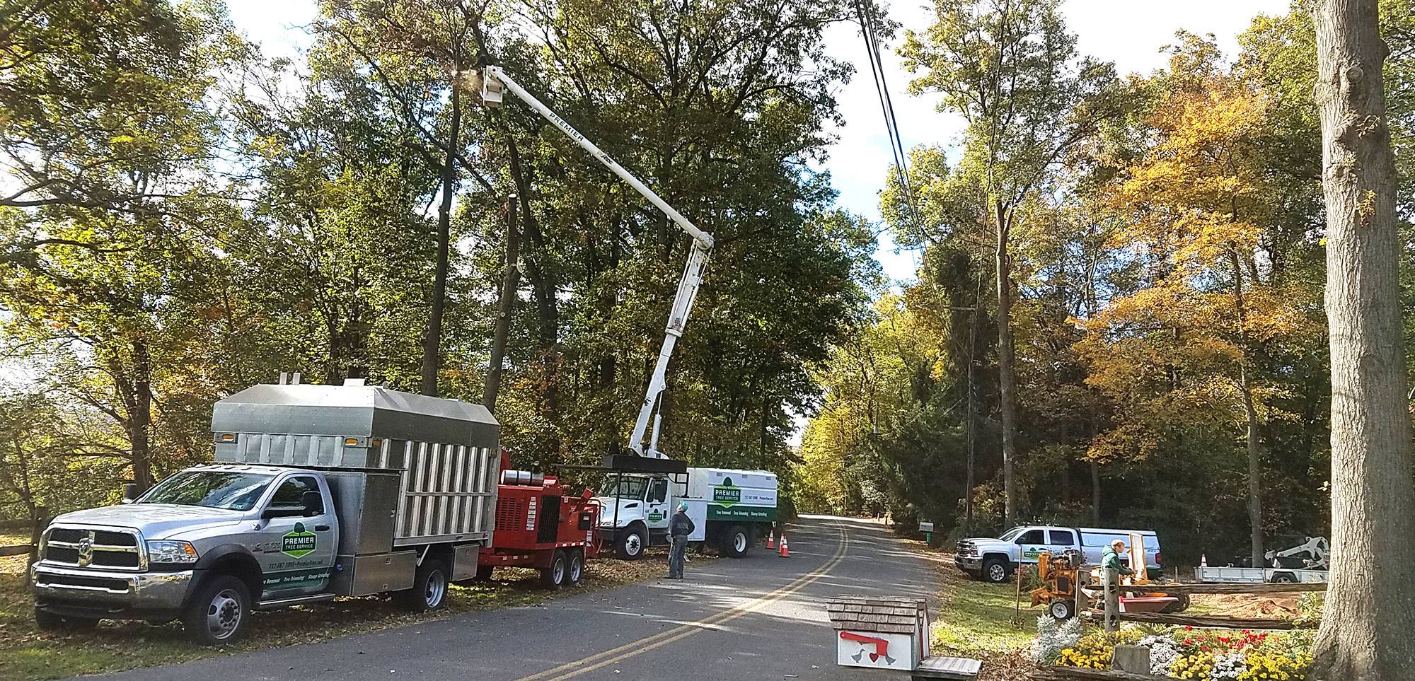 Things to Consider When Hiring a Tree Service Company