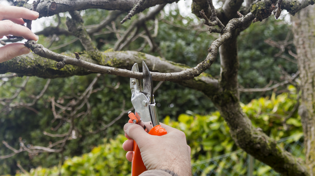 Tree Trimming 101