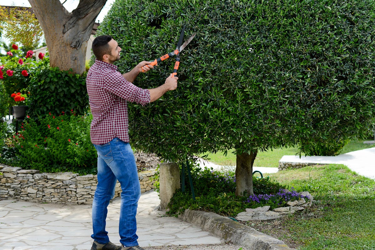 Tree Trimming and Thinning