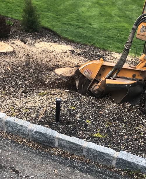 What You Need to Know About Stump Grinding