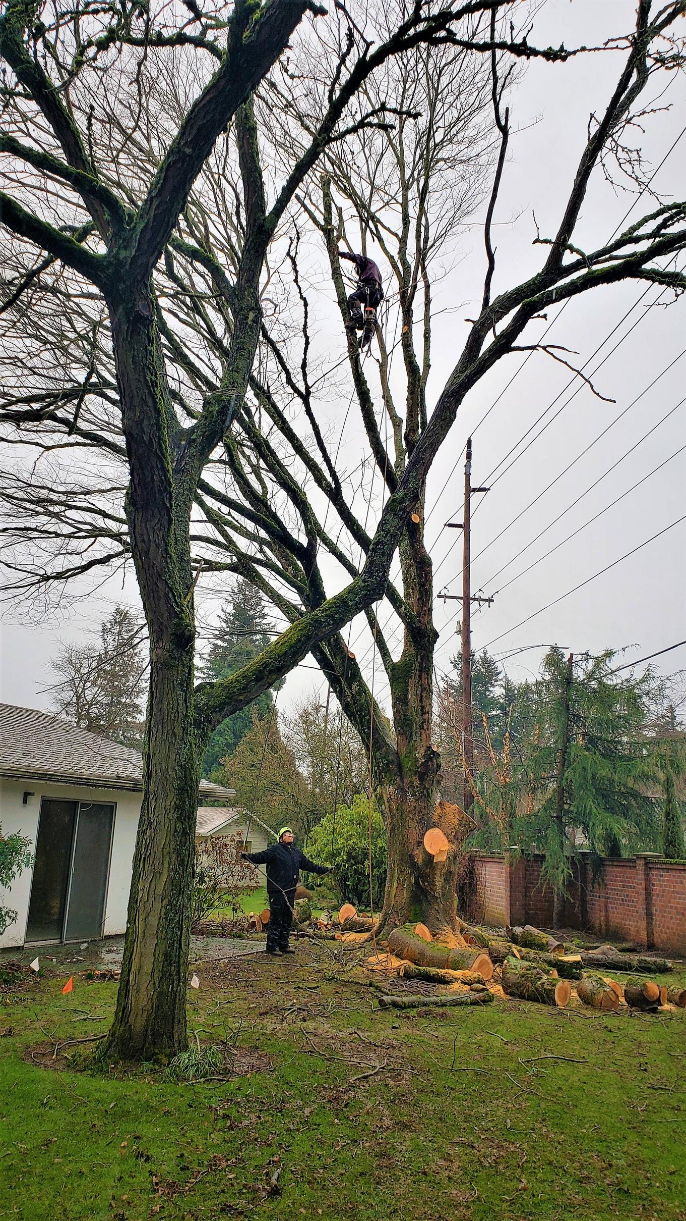 The Differences Between Pruning and Tree Trimming